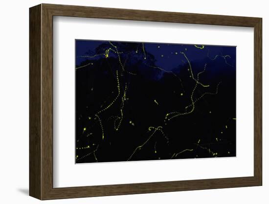 Rainforest Danum Valley, Sabah Borneo, Malaysia-null-Framed Photographic Print