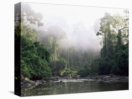 Rainforest, Danum Valley, Sabah, Malaysia, Island of Borneo, Southeast Asia-Lousie Murray-Stretched Canvas