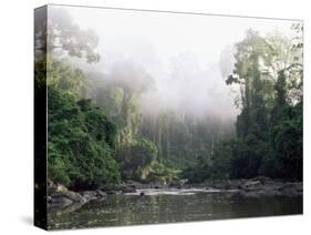 Rainforest, Danum Valley, Sabah, Malaysia, Island of Borneo, Southeast Asia-Lousie Murray-Stretched Canvas