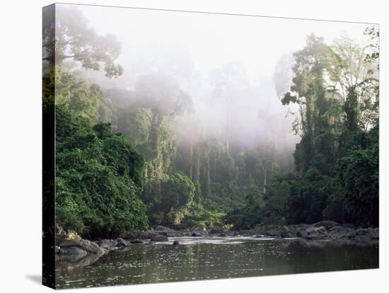 Rainforest, Danum Valley, Sabah, Malaysia, Island of Borneo, Southeast Asia-Lousie Murray-Stretched Canvas