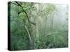 Rainforest Eucalyptus and Angophora Floribunda-null-Stretched Canvas