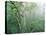 Rainforest Eucalyptus and Angophora Floribunda-null-Stretched Canvas