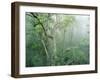 Rainforest Eucalyptus and Angophora Floribunda-null-Framed Photographic Print