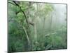 Rainforest Eucalyptus and Angophora Floribunda-null-Mounted Photographic Print