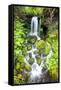 Rainforest Falls-Douglas Taylor-Framed Stretched Canvas