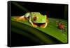 Rainforest Frogs in Costa Rica-null-Framed Stretched Canvas