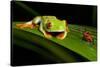 Rainforest Frogs in Costa Rica-null-Stretched Canvas