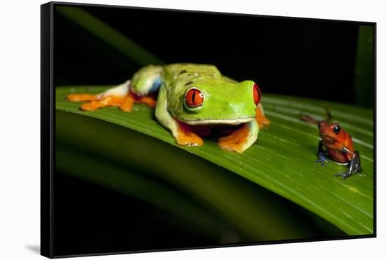 Rainforest Frogs in Costa Rica-null-Framed Stretched Canvas