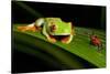 Rainforest Frogs in Costa Rica-null-Stretched Canvas