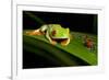 Rainforest Frogs in Costa Rica-null-Framed Photographic Print