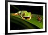 Rainforest Frogs in Costa Rica-null-Framed Photographic Print