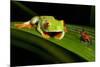 Rainforest Frogs in Costa Rica-null-Mounted Photographic Print