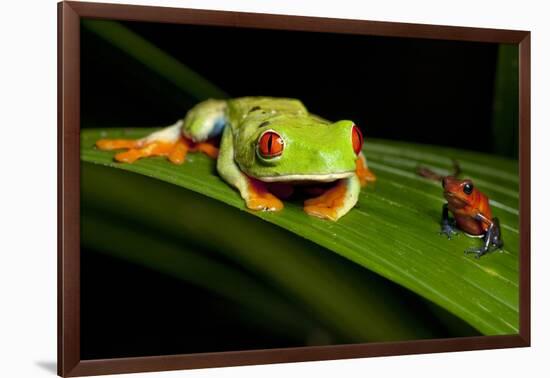 Rainforest Frogs in Costa Rica-null-Framed Photographic Print