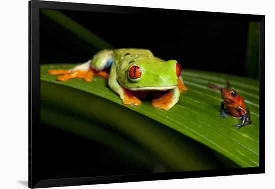 Rainforest Frogs in Costa Rica-null-Framed Photographic Print