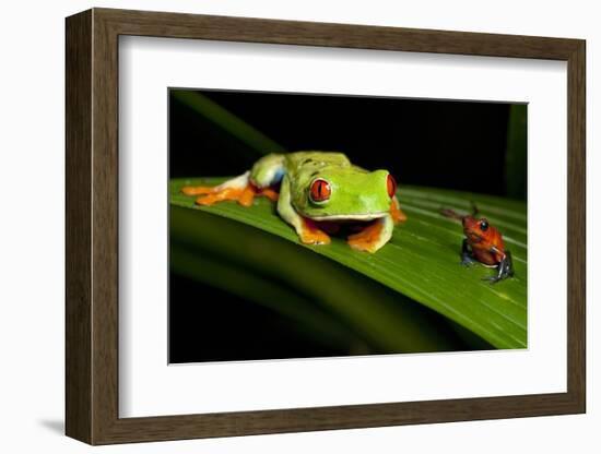 Rainforest Frogs in Costa Rica-null-Framed Photographic Print