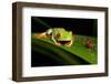 Rainforest Frogs in Costa Rica-null-Framed Photographic Print