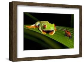 Rainforest Frogs in Costa Rica-null-Framed Photographic Print