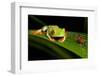 Rainforest Frogs in Costa Rica-null-Framed Photographic Print