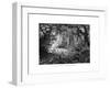 Rainforest in British Honduras, 19th Century-Edouard Riou-Framed Giclee Print