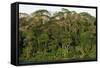 Rainforest in Soberania National Park-Paul Souders-Framed Stretched Canvas