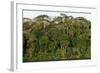 Rainforest in Soberania National Park-Paul Souders-Framed Photographic Print