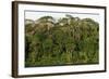 Rainforest in Soberania National Park-Paul Souders-Framed Photographic Print