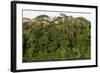 Rainforest in Soberania National Park-Paul Souders-Framed Photographic Print