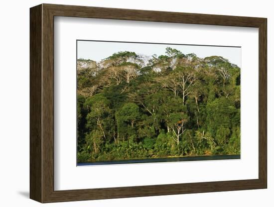 Rainforest in Soberania National Park-Paul Souders-Framed Photographic Print