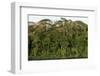 Rainforest in Soberania National Park-Paul Souders-Framed Photographic Print