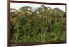 Rainforest in Soberania National Park-Paul Souders-Framed Photographic Print