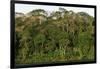 Rainforest in Soberania National Park-Paul Souders-Framed Photographic Print