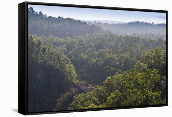 Rainforest in Tully Gorge National Park-Louise Murray-Framed Stretched Canvas