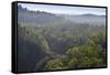 Rainforest in Tully Gorge National Park-Louise Murray-Framed Stretched Canvas