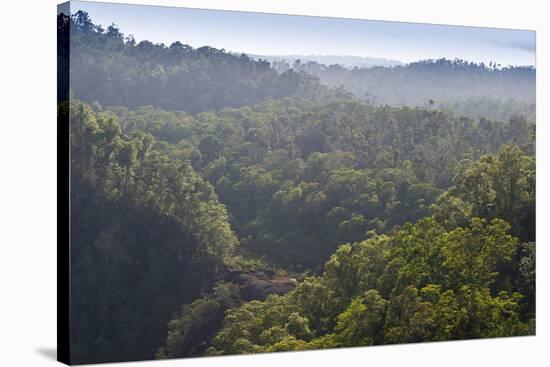 Rainforest in Tully Gorge National Park-Louise Murray-Stretched Canvas