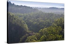 Rainforest in Tully Gorge National Park-Louise Murray-Stretched Canvas