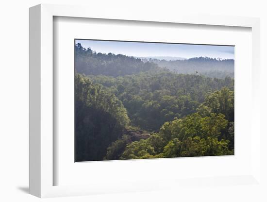 Rainforest in Tully Gorge National Park-Louise Murray-Framed Photographic Print