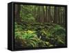 Rainforest, Mossy Rocks, Mt Rainier National Park, Washington, USA-Stuart Westmorland-Framed Stretched Canvas