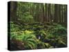 Rainforest, Mossy Rocks, Mt Rainier National Park, Washington, USA-Stuart Westmorland-Stretched Canvas