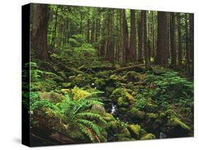 Rainforest, Mossy Rocks, Mt Rainier National Park, Washington, USA-Stuart Westmorland-Stretched Canvas