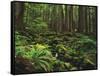 Rainforest, Mossy Rocks, Mt Rainier National Park, Washington, USA-Stuart Westmorland-Framed Stretched Canvas