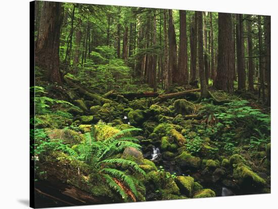 Rainforest, Mossy Rocks, Mt Rainier National Park, Washington, USA-Stuart Westmorland-Stretched Canvas