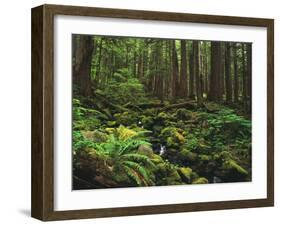 Rainforest, Mossy Rocks, Mt Rainier National Park, Washington, USA-Stuart Westmorland-Framed Premium Photographic Print