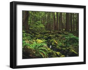 Rainforest, Mossy Rocks, Mt Rainier National Park, Washington, USA-Stuart Westmorland-Framed Premium Photographic Print
