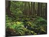 Rainforest, Mossy Rocks, Mt Rainier National Park, Washington, USA-Stuart Westmorland-Mounted Premium Photographic Print