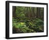 Rainforest, Mossy Rocks, Mt Rainier National Park, Washington, USA-Stuart Westmorland-Framed Photographic Print