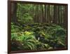 Rainforest, Mossy Rocks, Mt Rainier National Park, Washington, USA-Stuart Westmorland-Framed Photographic Print