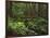 Rainforest, Mossy Rocks, Mt Rainier National Park, Washington, USA-Stuart Westmorland-Framed Photographic Print