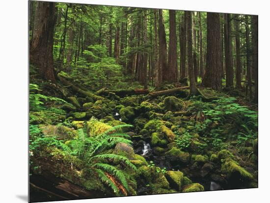 Rainforest, Mossy Rocks, Mt Rainier National Park, Washington, USA-Stuart Westmorland-Mounted Photographic Print