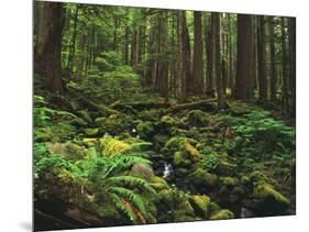 Rainforest, Mossy Rocks, Mt Rainier National Park, Washington, USA-Stuart Westmorland-Mounted Photographic Print