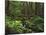 Rainforest, Mossy Rocks, Mt Rainier National Park, Washington, USA-Stuart Westmorland-Mounted Photographic Print